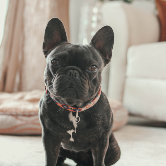 black french bulldog black french bulldog full grown
